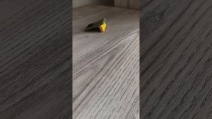 5057.mp4