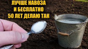 1 Ложку на ведро воду и земля как новая, урожайная и легкая! Навоз больше не нужен!