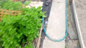 Рассада переехала в теплицу. Частичная высадка. Что положила в лунку