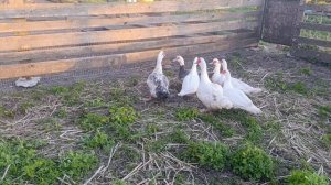 Пополнение в хозяйстве: куры 🐔🐓гуси 🪿 волкодав Ева 🐈 кошки 🐱 а теперь ещё и утки 🦆