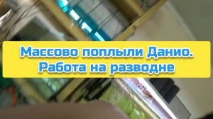 Массово поплыли Данио. Работа на разводне