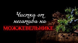 ЧИСТКА НА МОЖЖЕВЕЛЬНИКЕ 08.05.2026