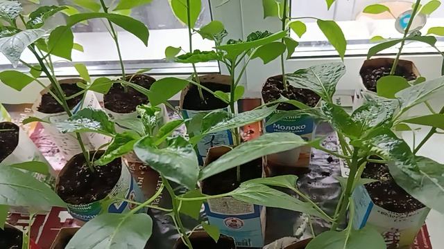 Какие у нас Перцы .Пока не высаживаем,у нас очень прохладно.