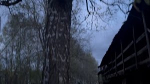 Живописный уголок поселка и его природа Лесной дневник