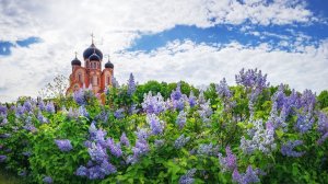 Весенние цветы фотографа Фёдора Лашкова