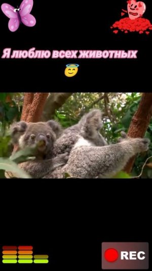 Животные приколы и не только😅