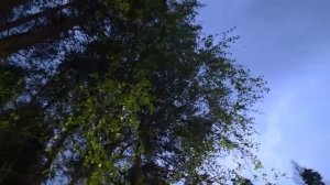 ВАЛЬС МАЙСКИХ ЖУКОВ