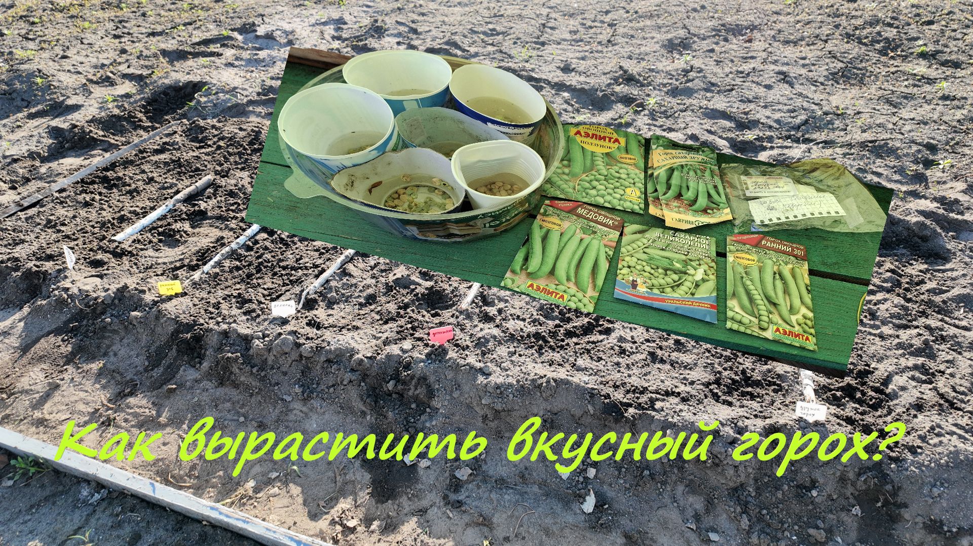 Как вырастить вкусный горох?