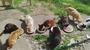 День стольника у котиков🐱😽🐱