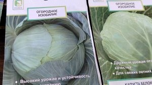 Посеяла капусту 08-05-2026.  Не обижайтесь что редко к вам захожу.