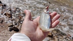 Про море🌊 Хлебом не корми- бычка подавай... Цены на мясо в Ейске