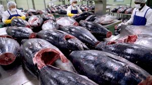 10000 тунцов в месяц невероятно быстрый процесс разделки на корейской фабрике тунца