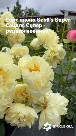 Пион Seild's Super\Сейлдс Супер