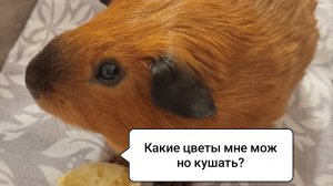 КАКИЕ ЦВЕТЫ МОЖНО ДАВАТЬ МОРСКОЙ СВИНКЕ и КАК ПРАВИЛЬНО ИХ СОБИРАТЬ?/Морская Свинка Орешек