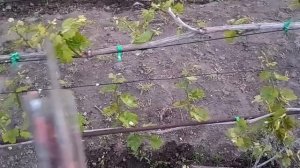 Химический ожог винограда . И эксперемент с медной проволокой.
