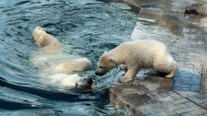 Белая медведица Герда пытается заманить медвежонка в вводу..