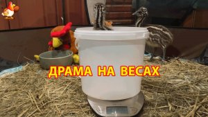 Наши 2-недельные страусята Эму отказались спокойно сидеть на взвешивании