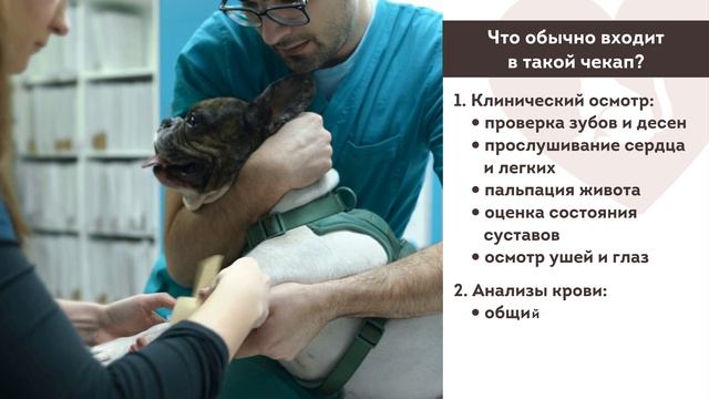 Зачем нужна диспансеризация питомца | #знаю_чем_кормлю