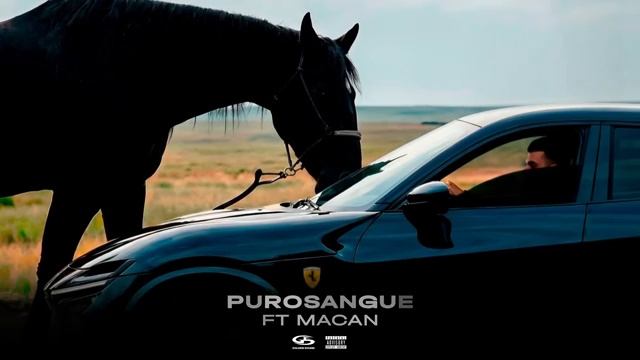 Jakone MACAN - Purosangue