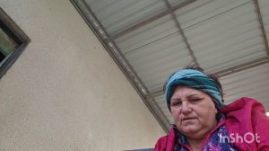 высадили переросшие помидоры