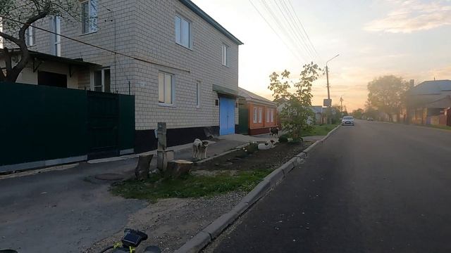 псы новолипецкая смотреть онлайн
