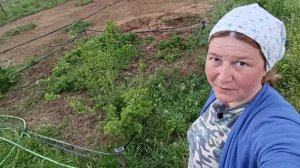 Почему не кошу траву? Высадила бахчевые в ОГ.