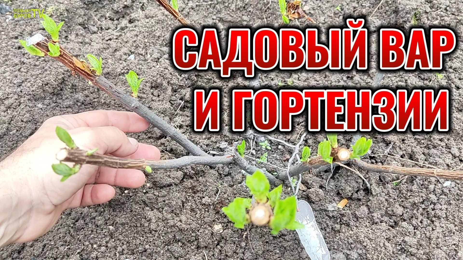 Я обработал осенью ГОРТЕНЗИЮ метельчатую САДОВЫМ ВАРОМ: вот что из этого вышло...