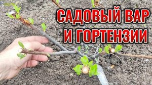 Я обработал осенью ГОРТЕНЗИЮ метельчатую САДОВЫМ ВАРОМ: вот что из этого вышло...