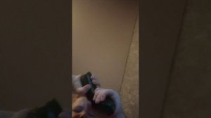 большой огурец и ровное  яйцо