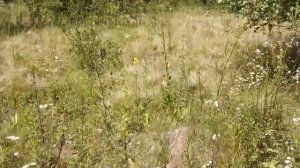 В ЛЕС ЗА ГРИБАМИ. ПРОГУЛЯЕМСЯ. АРХИВ 19-Й ГОД.