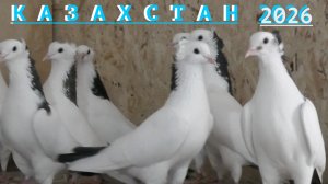 Бойные голуби Асхата в Атырау!