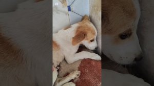 История спасения бело рыжего ловеласа
