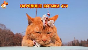 Нарядные Котики расслабляются на солнышке 🌞 🐈🐈🐈 (479)