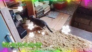 Муся просит кота