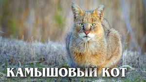 Камышовый Кот: Болотная Рысь | Интересные факты про камышового кота
