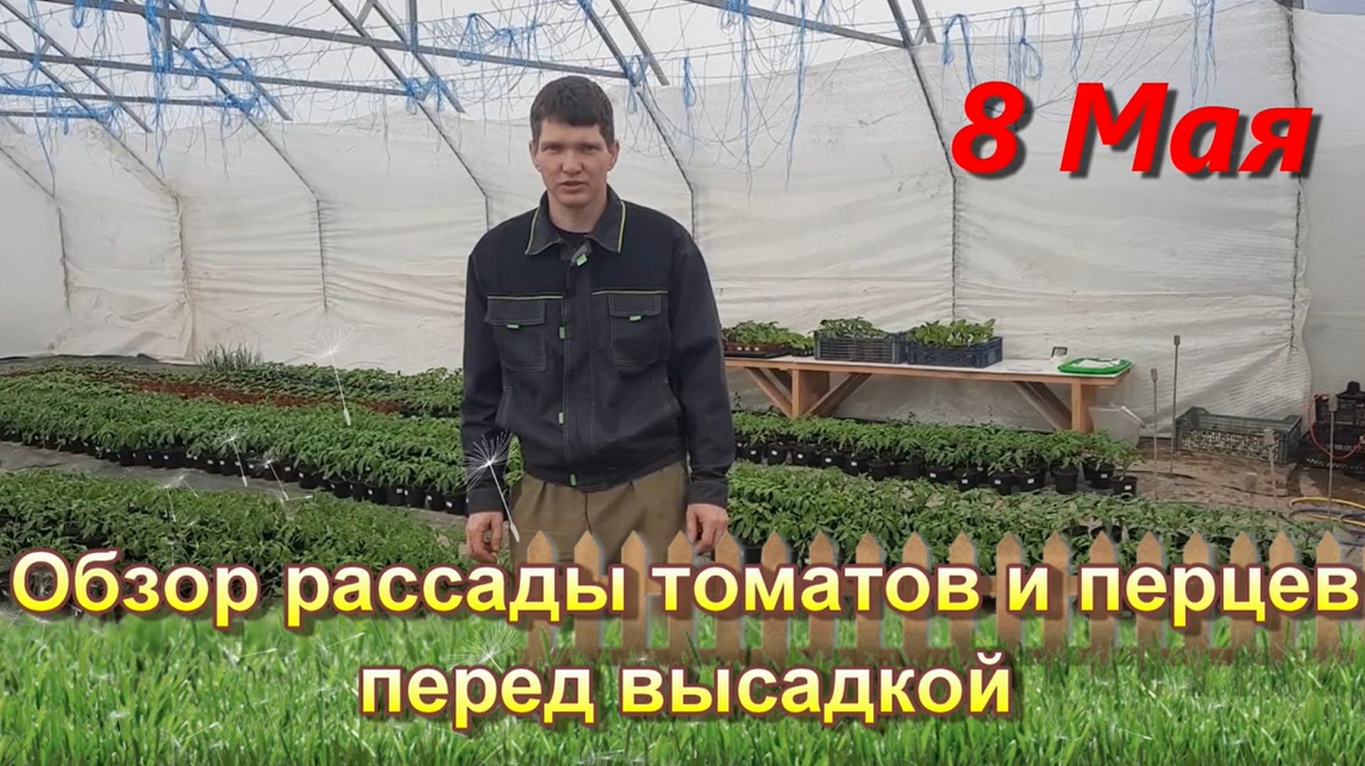 Обзор рассады томатов и перцев перед высадкой