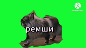 Черемша футажи