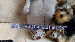 кринжуля