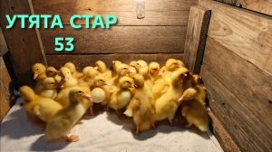 Суточные утята стар 53 Все таки мне удалось их купить