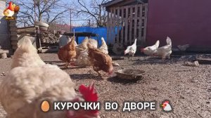 Забавные курочки несушки во дворе очень счастливы 🥚😂🐥 (6)