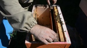 Матки через месяц после создания одно рамочных отводков. Пасека с нуля  С одной рамки до медовика.