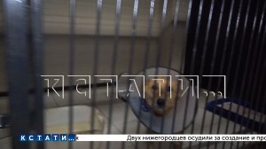 Площадка для реабилитации животных появится в Нижнем Новгороде