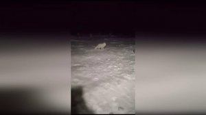 Песец ❄️❤️❄️