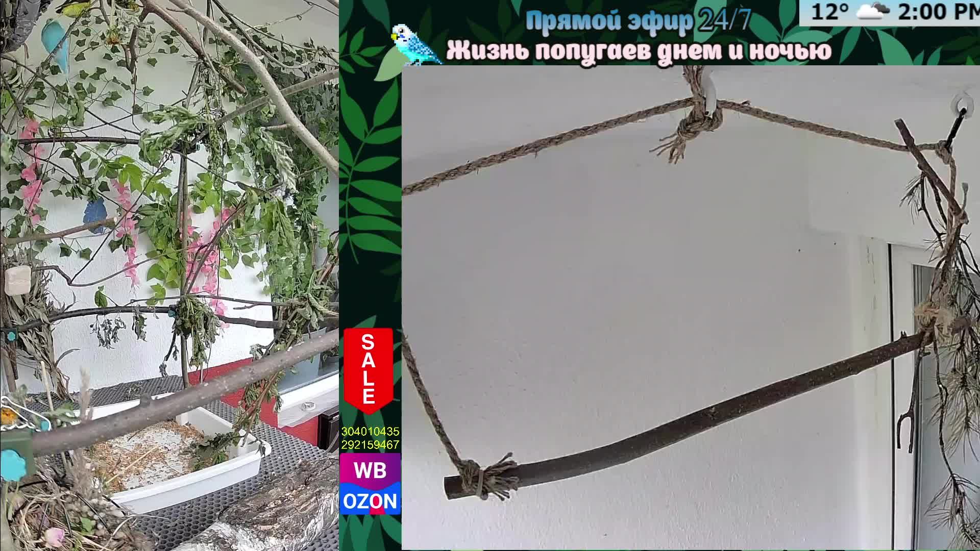 Волнистые попугаи 🦜🦜🦜 | авиарий на балконе📍