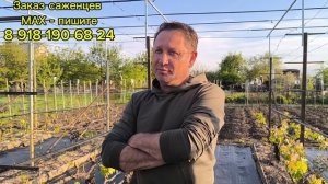 Первая обработка и подкормка винограда!!!