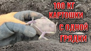 Этот МЕТОД УВЕЛИЧИТ урожай КАРТОШКИ В 3 РАЗА: 100 кг КАРТОХИ с грядки это РЕАЛЬНО!