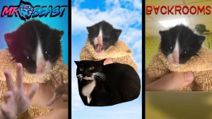 Котенок мяукает, но музыка-мем 2!!!