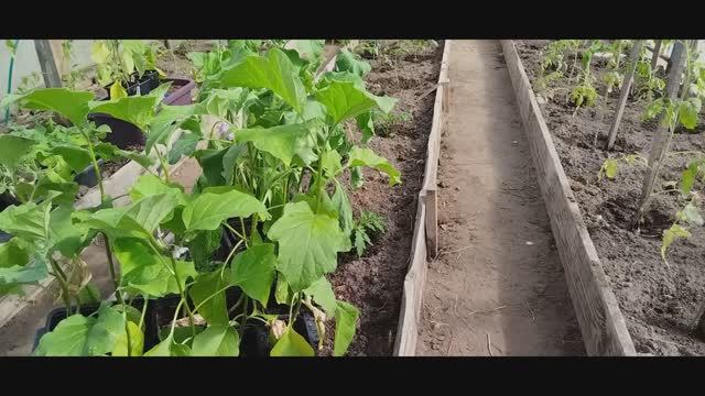 Огородные дела. Всего понемногу. Обработка нашатырным спиртом.