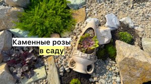 Сажаю молодило с открытой корневой!