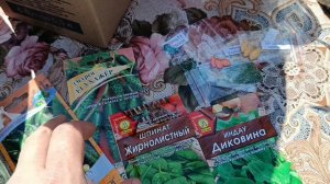 С УТРА НА БАЗАР ЗА РАССАДОЙ. .